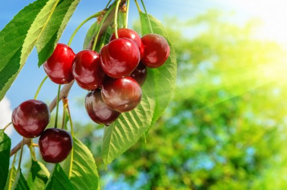 Paysagiste pour la taille d'arbres fruitiers à Grenoble