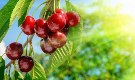 Plantation d'arbres fruitiers par paysagiste à Seyssins